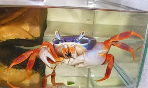 Как ухаживать за радужным крабом в домашних условиях