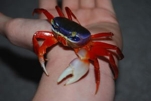 По строению своего организма радужный краб - типичный представитель ракообразных