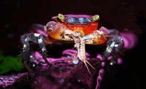 Радужный краб кормится