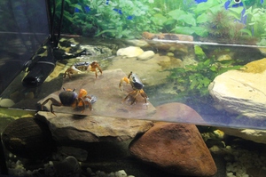 Содержание крабов в специальном акватеррариуме