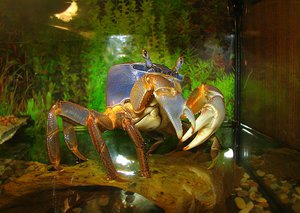 Растения в аквариуме для краба