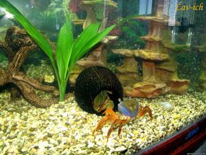 Условия для радужного краба