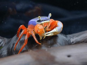 Радужный краб гуляет по аквариуму
