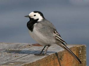 Еда для трясогузки