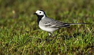 Гнездование белой трясогузки: особенности жизни перелётной птицы