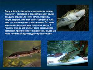 Осетровые рыбы