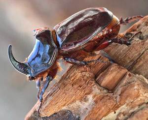 Питание жуков носорогов