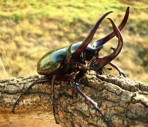 Жук носорог среда обитания