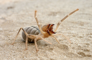 Ядовитый паук фаланга