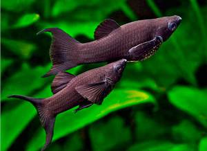 Парочка моллинезий