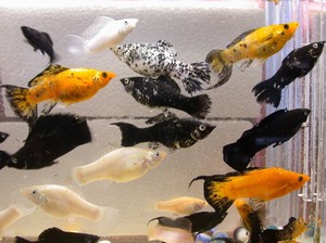 Добрососедство с молли