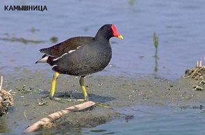 Камышница: описание болотной курочки и её образа жизни