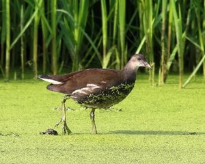 Камышница на болоте и в воде