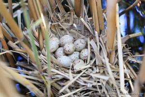 Гнездо камышницы в траве