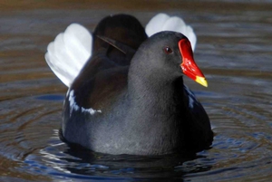  Линька камышницы осенью