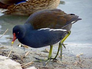 Размеры тела камыщницы