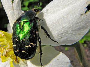 Как питается майский жук