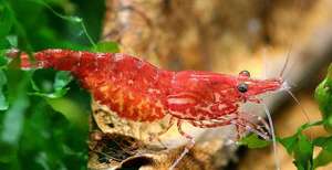 Как правильно содержать креветок вишню в аквариуме