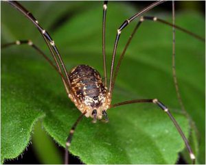 Паук сенокосец