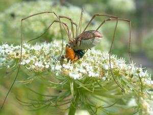 Питание паука
