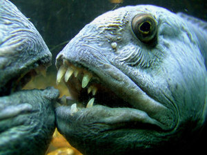 Польза зубатки: синей и пёстрой рыбы для здоровья человека