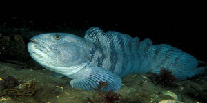 Зубатка полосатая в естественной среде обитания