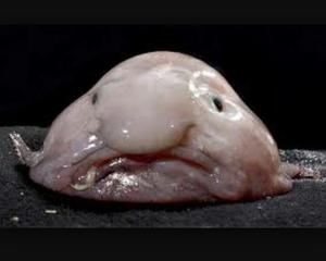 Рыба капля: внешность и удивительные факты о самом грустном обитателе океана