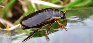 Где живут и чем питаются жуки-плавунцы: всё о хищниках водоёмов