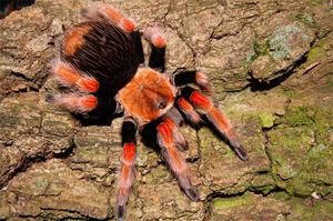 Самые ядовитые пауки мира: где они обитают и насколько опасны