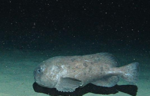 Рыба капля в воде