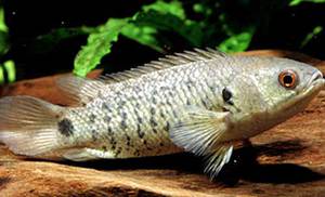 Анабас — удивительная рыба-ползун из семейства лабиринтовых