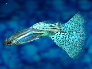 Рыбка гуппи