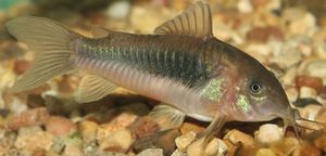 Рыбка сомик