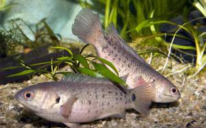 Анабис в аквариуме