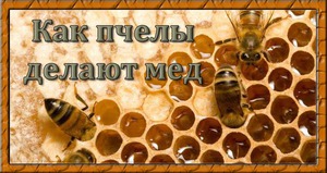 Зачем пчёлы делают мёд: правда о его назначении и пользе