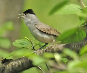 Певчая птичка славка-черноголовка