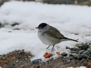 Певчая птица