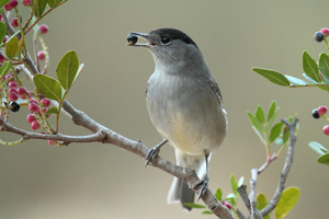 Отлов и содержание черноголовок