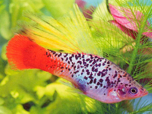 Пецилия красный такседо высоко плавничная