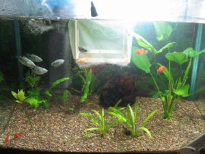 Уход за мальками пецилии