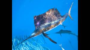 Самая быстрая рыба в мире: кто лидирует по скорости?