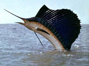 Рыба парусник