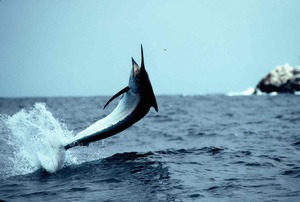 Синий марлин