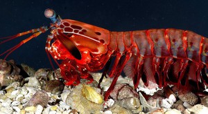 Зрение рака-богомола