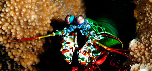 Вид рак-богомол