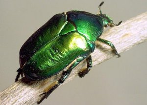 Бронзовка: вред, особенности и борьба с личинками зелёного жука