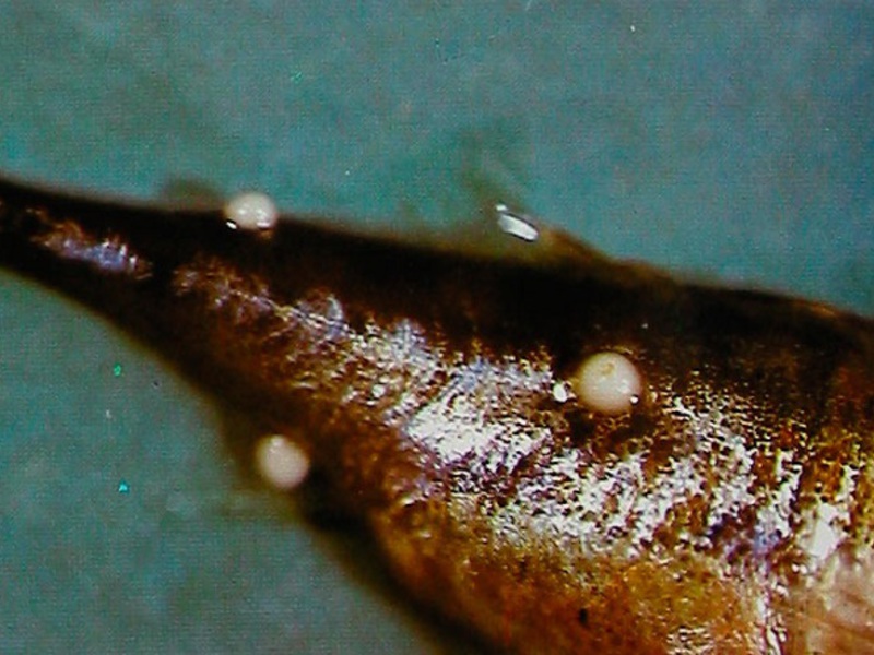 Глюгеоз аквариумных рыб Глюгеоз