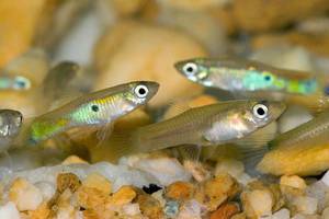 Чем кормить мальков гуппи: уход и содержание с первых дней