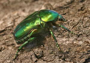 Борьба с насекомыми