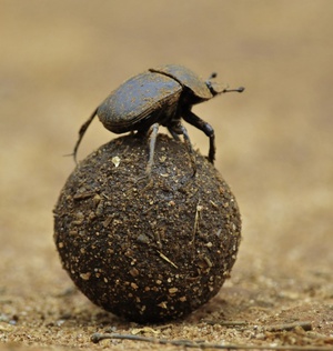 Описание жука навозника